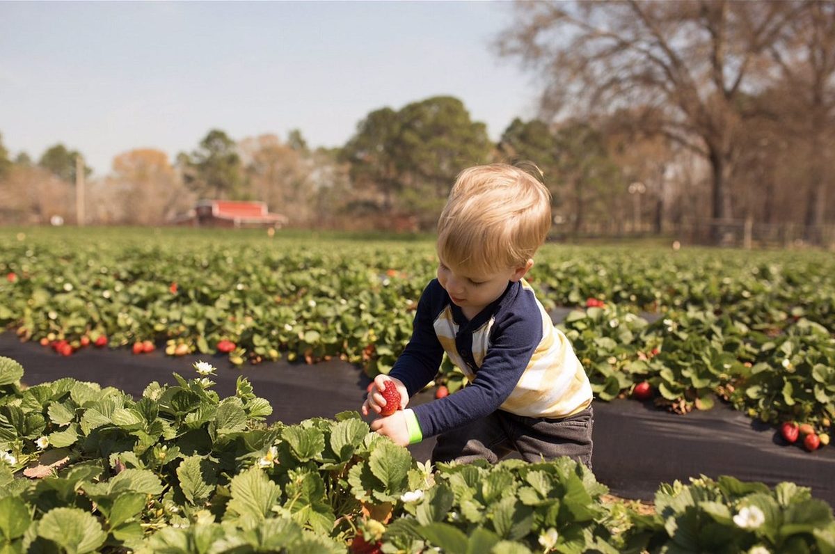 Fruit picking farm near Melbourne — private day trip